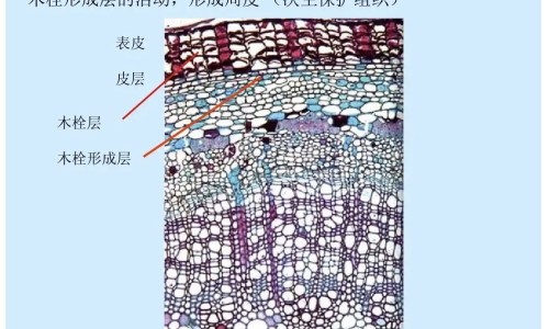 苦泰紫草的药用网苦草的功效与作用 苦草图片详情知识网站,分享苦青草功效大全